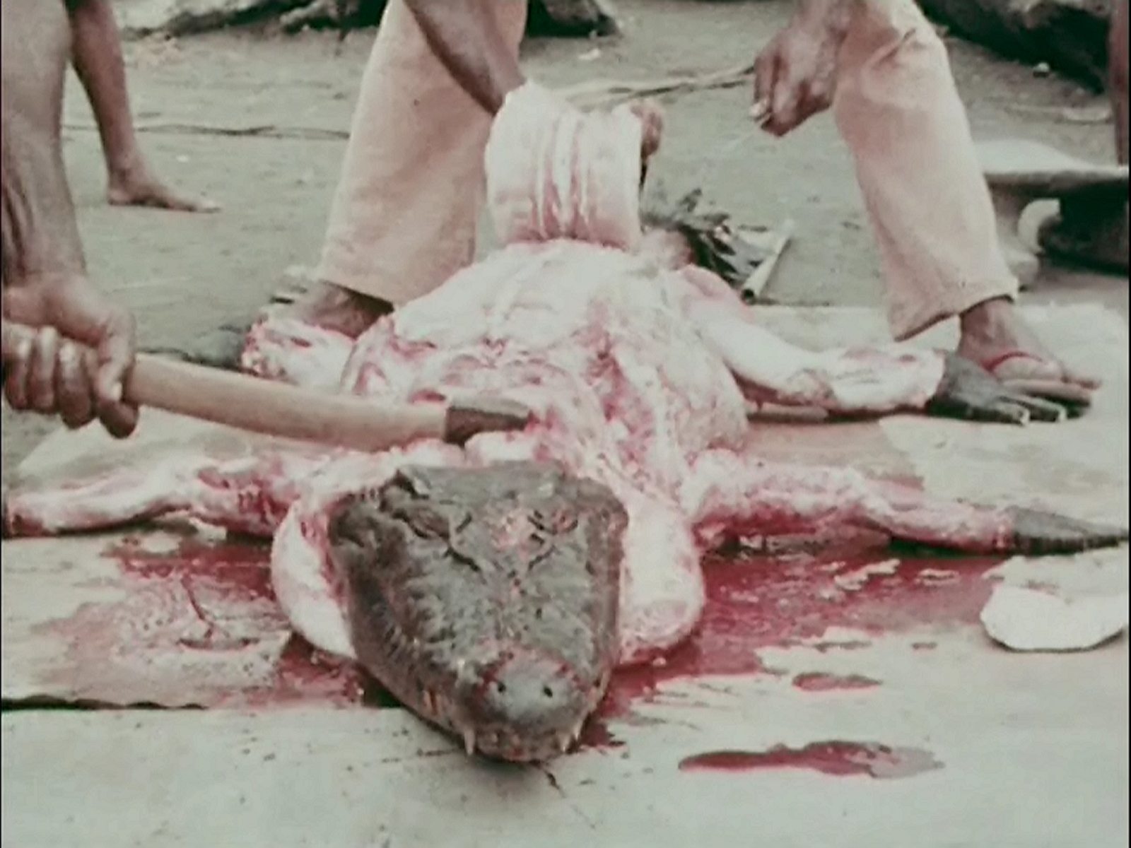 http://sinsofcinema.com/Images/Real%20Cannibal%20Holocaust/Real%20Cannibal%20Holocaust%20DVD%20One7%20Movies.jpg
